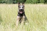 BOUVIER DES ARDENNES 035